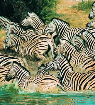Das Beste von Simbabwe - Camping oder Lodge Safari